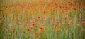 Wild poppies field Royalty Free Stock Photo