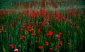 Wild poppies field Royalty Free Stock Photo