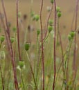 Wild poppies after flowering  poppyhead Royalty Free Stock Photo