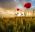 Wild Poppies Morning Royalty Free Stock Photo