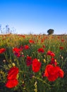 Wild poppies