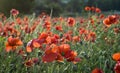 Wild poppies