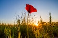 Wild Poppies And Sunrise III