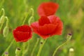 Wild poppy Royalty Free Stock Photo