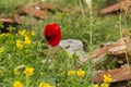 Wild poppy in ancient ruins
