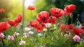 wild poppy blossoms The colour red natural setting in shades of red, green, and pink Poppies