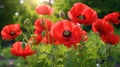 wild poppy blossoms The colour red natural setting in shades of red, green, and pink Poppies