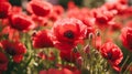 wild poppy blossoms The colour red natural setting in shades of red, green, and pink Poppies