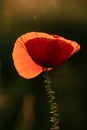 wild poppy field - Armistice or Remembrance day background Royalty Free Stock Photo