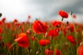 Wild poppy field with grey rainy sky Royalty Free Stock Photo