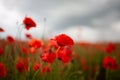 Wild poppy field with grey rainy sky Royalty Free Stock Photo