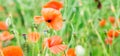 Wild poppy field Royalty Free Stock Photo