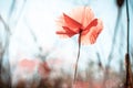 Wild poppy flower Royalty Free Stock Photo