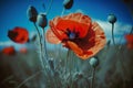 Wild poppy flower closeup growing on a poppyfield. Generative AI Royalty Free Stock Photo