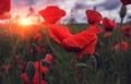 Wild poppy flower in the field at sunset Royalty Free Stock Photo