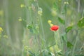 Wild poppy flower on the green field in rural Greece at sunset