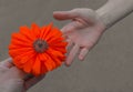 Wild poppy flower in hand close-up at sunset. symbol of remembrance Royalty Free Stock Photo