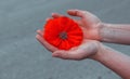 Wild poppy flower in hand close-up at sunset. symbol of remembrance Royalty Free Stock Photo