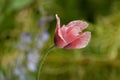 Wild poppy flower. Lonely pink poppy flower in field Royalty Free Stock Photo