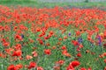 Wild poppy flower in meadow countryside Royalty Free Stock Photo