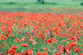 Wild poppy flower in meadow nature Royalty Free Stock Photo