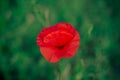 Wild poppy flower. One flower Royalty Free Stock Photo