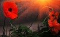 Wild poppy flower in the sun. remembrance. Royalty Free Stock Photo