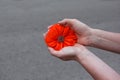 Wild poppy flower in hand close-up at sunset. symbol of remembrance Royalty Free Stock Photo