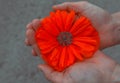 Wild poppy flower in hand close-up at sunset. symbol of remembrance Royalty Free Stock Photo