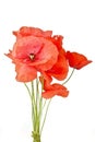 Wild poppy flowers Royalty Free Stock Photo