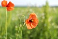 Wild poppy flowers blooming in the field at sunny spring day Royalty Free Stock Photo