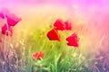 Wild poppy flowers Royalty Free Stock Photo