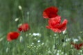 Wild poppy flowers - poppies and chamomiles