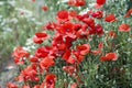 Wild poppy flowers - poppies and chamomiles