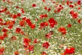 Wild poppy flowers - poppies and chamomiles