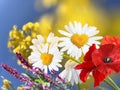 Wild  lilac and red poppy flowers and white yellow daisy on front blue sky floral summer, nature background Royalty Free Stock Photo