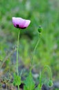 Wild poppy mauve