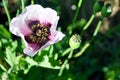 Wild poppy mauve Royalty Free Stock Photo