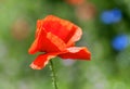 wild poppy in the meadows in spring Royalty Free Stock Photo