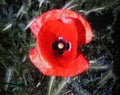 Single poppy Royalty Free Stock Photo