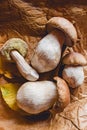 Wild porchini mushrooms and yellow leaves, top view. Royalty Free Stock Photo