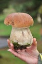 Wild Porcini Mushroom