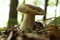 Wild porcini mushroom, wood autumn delicious brown boletus. Wild penny bun, cep, porcino Royalty Free Stock Photo