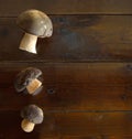 Wild porcini mushrooms