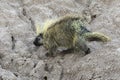 Wild Porcupine in Badlands National Park