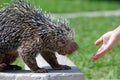 Wild Porcupine Eating Royalty Free Stock Photo