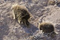 Wild Porcupine in Pawnee Buttes Colorado Royalty Free Stock Photo