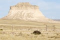 Wild Porcupine in Pawnee Buttes Colorado Royalty Free Stock Photo