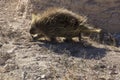 Wild Porcupine in Pawnee Buttes Colorado Royalty Free Stock Photo