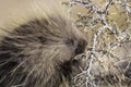 Wild Porcupine in Pawnee Buttes Colorado Royalty Free Stock Photo